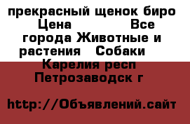 прекрасный щенок биро › Цена ­ 20 000 - Все города Животные и растения » Собаки   . Карелия респ.,Петрозаводск г.
